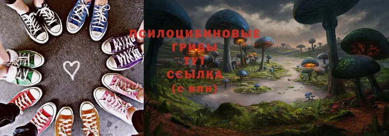 цена   Славянск-на-Кубани  Псилоцибиновые грибы Psilocybine cubensis 